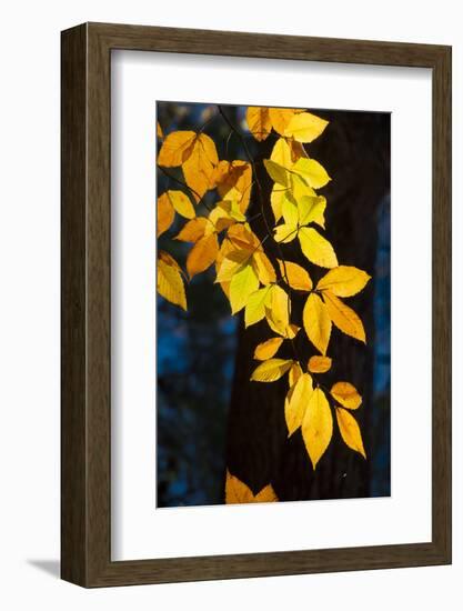 Sunlight filtering through colorful Fall foliage-Anna Miller-Framed Photographic Print