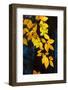 Sunlight filtering through colorful Fall foliage-Anna Miller-Framed Photographic Print