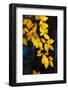 Sunlight filtering through colorful Fall foliage-Anna Miller-Framed Photographic Print