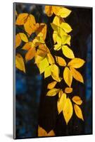 Sunlight filtering through colorful Fall foliage-Anna Miller-Mounted Photographic Print