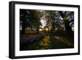 Sunlight Filters Through Trees at Sunrise in Richmond Park in the Fall-Alex Saberi-Framed Photographic Print