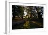 Sunlight Filters Through Trees at Sunrise in Richmond Park in the Fall-Alex Saberi-Framed Photographic Print