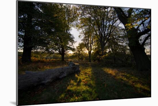 Sunlight Filters Through Trees at Sunrise in Richmond Park in the Fall-Alex Saberi-Mounted Photographic Print