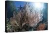 Sunlight Illuminates a Large Gorgonian Growing on a Reef in Raja Ampat-Stocktrek Images-Stretched Canvas