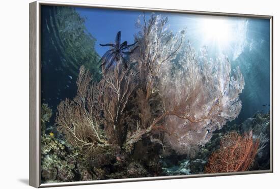 Sunlight Illuminates a Large Gorgonian Growing on a Reef in Raja Ampat-Stocktrek Images-Framed Photographic Print