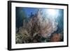 Sunlight Illuminates a Large Gorgonian Growing on a Reef in Raja Ampat-Stocktrek Images-Framed Photographic Print