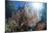 Sunlight Illuminates a Large Gorgonian Growing on a Reef in Raja Ampat-Stocktrek Images-Mounted Photographic Print