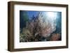 Sunlight Illuminates a Large Gorgonian Growing on a Reef in Raja Ampat-Stocktrek Images-Framed Photographic Print