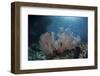 Sunlight Illuminates a Large Gorgonian Growing on a Reef in Raja Ampat-Stocktrek Images-Framed Photographic Print