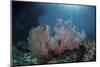 Sunlight Illuminates a Large Gorgonian Growing on a Reef in Raja Ampat-Stocktrek Images-Mounted Photographic Print