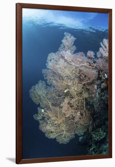 Sunlight Illuminates a Large Gorgonian Growing on a Reef in Raja Ampat-Stocktrek Images-Framed Photographic Print