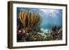 Sunlight Illuminates Soft and Hard Corals and Blue and Clear Waters, Cuba-James White-Framed Photographic Print