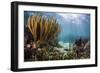 Sunlight Illuminates Soft and Hard Corals and Blue and Clear Waters, Cuba-James White-Framed Photographic Print