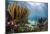 Sunlight Illuminates Soft and Hard Corals and Blue and Clear Waters, Cuba-James White-Mounted Photographic Print
