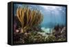 Sunlight Illuminates Soft and Hard Corals and Blue and Clear Waters, Cuba-James White-Framed Stretched Canvas