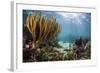 Sunlight Illuminates Soft and Hard Corals and Blue and Clear Waters, Cuba-James White-Framed Photographic Print