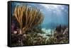 Sunlight Illuminates Soft and Hard Corals and Blue and Clear Waters, Cuba-James White-Framed Stretched Canvas