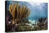 Sunlight Illuminates Soft and Hard Corals and Blue and Clear Waters, Cuba-James White-Stretched Canvas