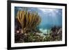 Sunlight Illuminates Soft and Hard Corals and Blue and Clear Waters, Cuba-James White-Framed Photographic Print