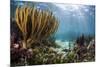 Sunlight Illuminates Soft and Hard Corals and Blue and Clear Waters, Cuba-James White-Mounted Photographic Print