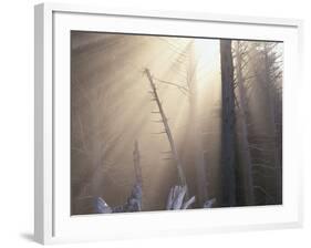 Sunlight Illuminating Fog in Barren Forest-Darrell Gulin-Framed Photographic Print