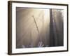 Sunlight Illuminating Fog in Barren Forest-Darrell Gulin-Framed Photographic Print