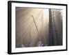 Sunlight Illuminating Fog in Barren Forest-Darrell Gulin-Framed Photographic Print