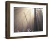 Sunlight Illuminating Fog in Barren Forest-Darrell Gulin-Framed Photographic Print