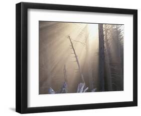Sunlight Illuminating Fog in Barren Forest-Darrell Gulin-Framed Photographic Print