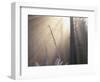 Sunlight Illuminating Fog in Barren Forest-Darrell Gulin-Framed Photographic Print