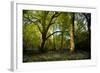 Sunlight in Spring Woodland-Rory Garforth-Framed Photographic Print