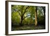 Sunlight in Spring Woodland-Rory Garforth-Framed Photographic Print