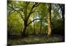 Sunlight in Spring Woodland-Rory Garforth-Mounted Photographic Print