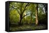 Sunlight in Spring Woodland-Rory Garforth-Framed Stretched Canvas