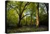 Sunlight in Spring Woodland-Rory Garforth-Stretched Canvas