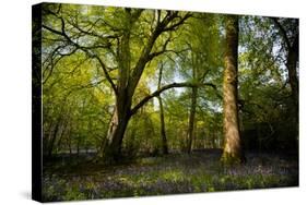 Sunlight in Spring Woodland-Rory Garforth-Stretched Canvas