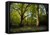 Sunlight in Spring Woodland-Rory Garforth-Framed Stretched Canvas