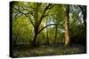 Sunlight in Spring Woodland-Rory Garforth-Stretched Canvas