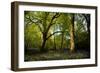 Sunlight in Spring Woodland-Rory Garforth-Framed Photographic Print