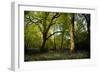 Sunlight in Spring Woodland-Rory Garforth-Framed Photographic Print
