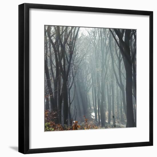 Sunlight in the autumnal Teutoburg Forest.-Nadja Jacke-Framed Photographic Print