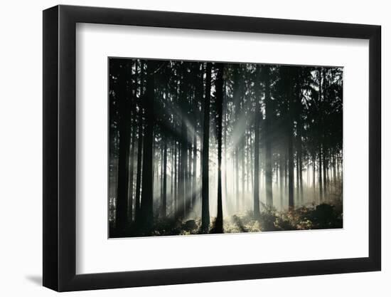 Sunlight in the autumnal Teutoburg Forest.-Nadja Jacke-Framed Photographic Print