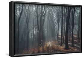 Sunlight in the autumnal Teutoburg Forest.-Nadja Jacke-Framed Photographic Print