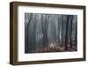 Sunlight in the autumnal Teutoburg Forest.-Nadja Jacke-Framed Photographic Print