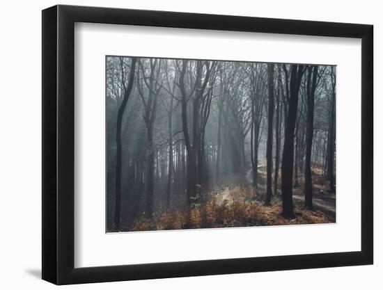 Sunlight in the autumnal Teutoburg Forest.-Nadja Jacke-Framed Photographic Print