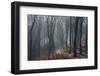 Sunlight in the autumnal Teutoburg Forest.-Nadja Jacke-Framed Photographic Print