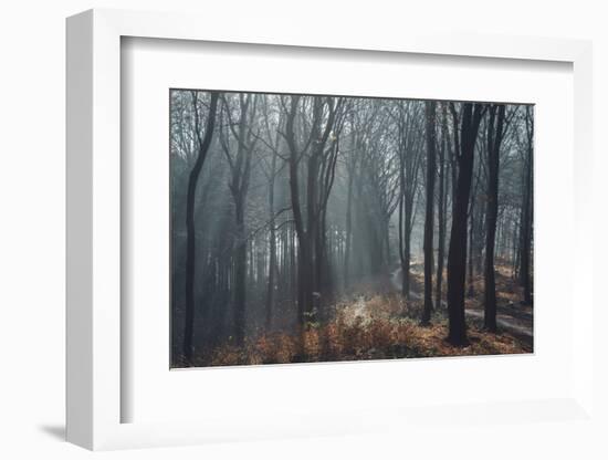 Sunlight in the autumnal Teutoburg Forest.-Nadja Jacke-Framed Photographic Print