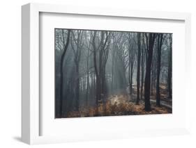 Sunlight in the autumnal Teutoburg Forest.-Nadja Jacke-Framed Photographic Print