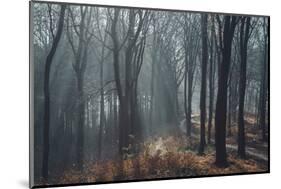 Sunlight in the autumnal Teutoburg Forest.-Nadja Jacke-Mounted Photographic Print