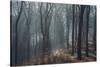 Sunlight in the autumnal Teutoburg Forest.-Nadja Jacke-Stretched Canvas